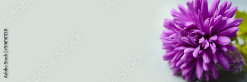 Beautiful aster flower on light background with space for text