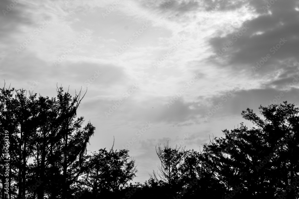 silhouette tree in the clouds during stormy weather and sunset black and white silhouette tree in the clouds during stormy weather and sunset black and white