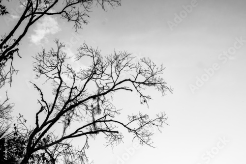 Wallpaper Mural silhouette of a trees with sky in black and white Torontodigital.ca
