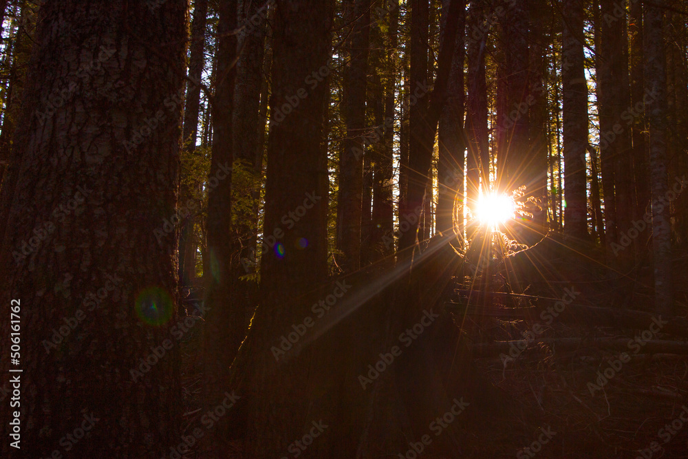 ray of light in the forest