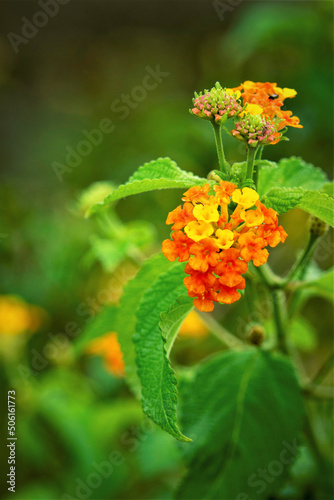  flower (Lantana urticoides) orange and yellow in the garden with green plants
