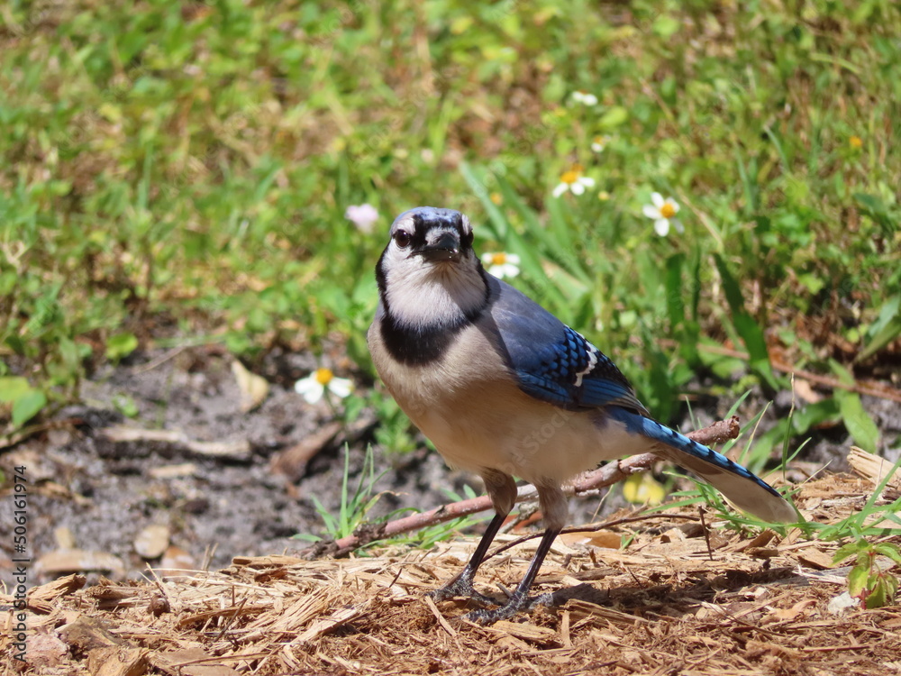 Blue jay bird standing on the ground looking towards camera