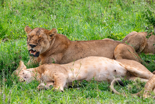 Lions in Serengeti National Park, Tanzania.