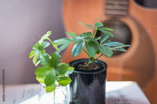 ギターと観葉植物