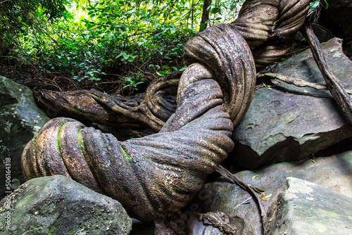 vines