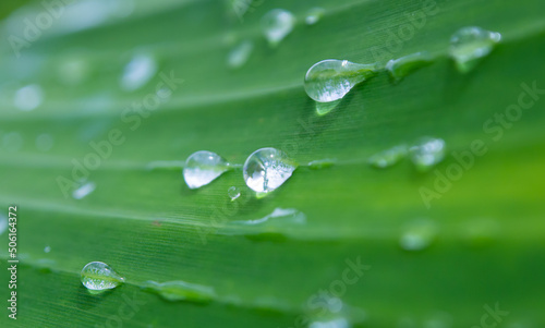 Close-up of raindrops on a green leaf. atmosphere after the rain.