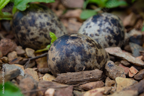 Bird eggs in the nest on the ground.