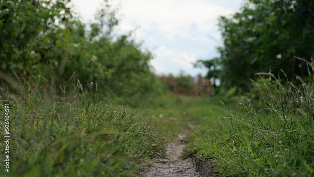 The path in the plantation area is full of lush green grass in tropical asia The path in the plantation area is full of lush green grass in tropical asia