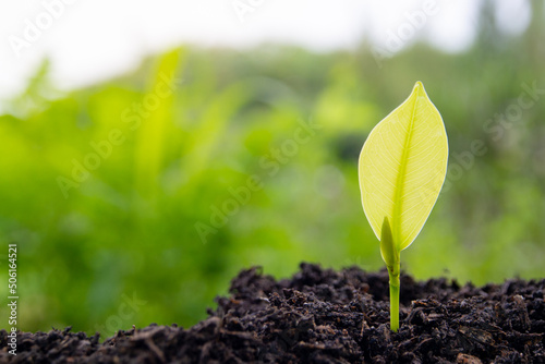 The seedlings are grown from fertile soil and morning sunlight. Ecological and ecological balance concept. Green Earth Day and Earth Day concept.