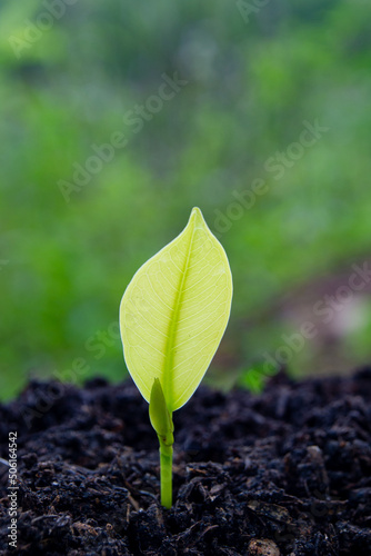 The seedlings are grown from fertile soil and morning sunlight. Ecological and ecological balance concept. Green Earth Day and Earth Day concept.