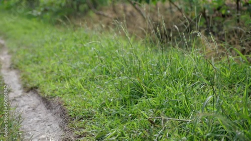 The path in the plantation area is full of lush green grass in tropical asia photo