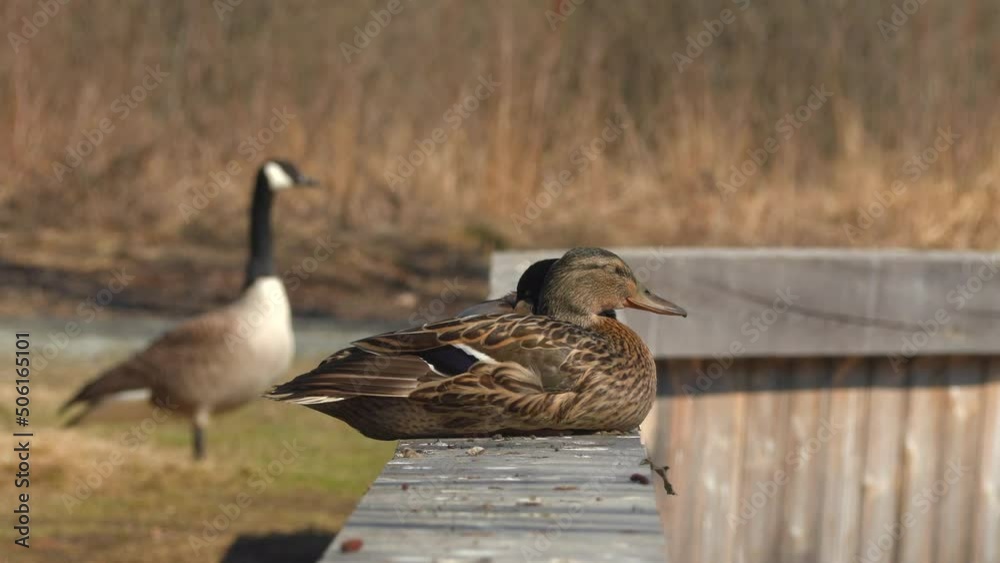 bird duck mallard female in front zoom in people passing behind natural world ostensjovannet bird sanctuary norway bird duck mallard female in front zoom in people passing behind natural world ostensjovannet bird sanctuary norway