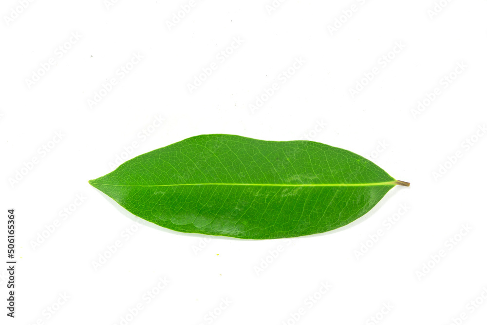 Obraz premium Green leaf isolated on white background