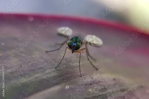 Green Mosquito © Yogi Adi Pranata