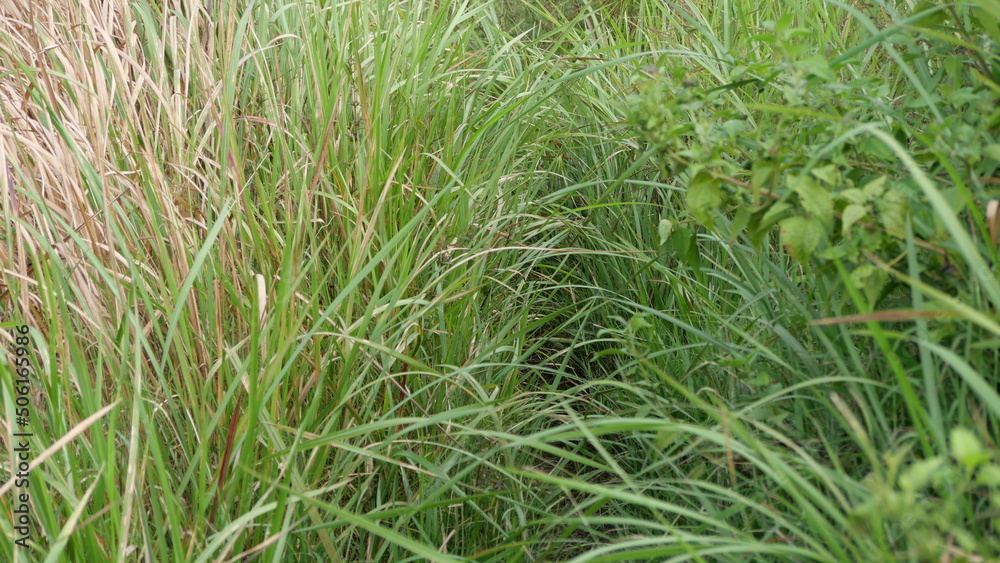 The path in the plantation area is full of lush green grass in tropical asia The path in the plantation area is full of lush green grass in tropical asia