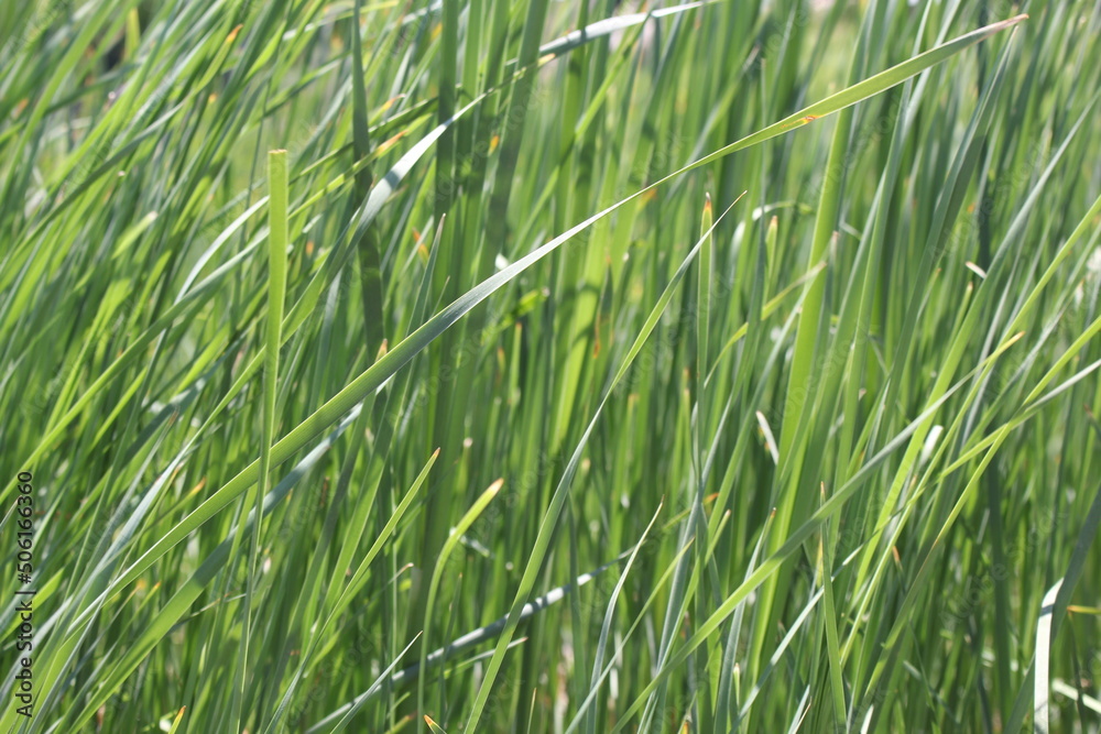 Obraz premium Closeup shallow focus green grass lawn in sunshine, healthy lawn, damaged grass, over seed, seed, grass, fertilizer application, thick grass, no weeds, blade, tall fescue, sod farm, lawnmower, tips