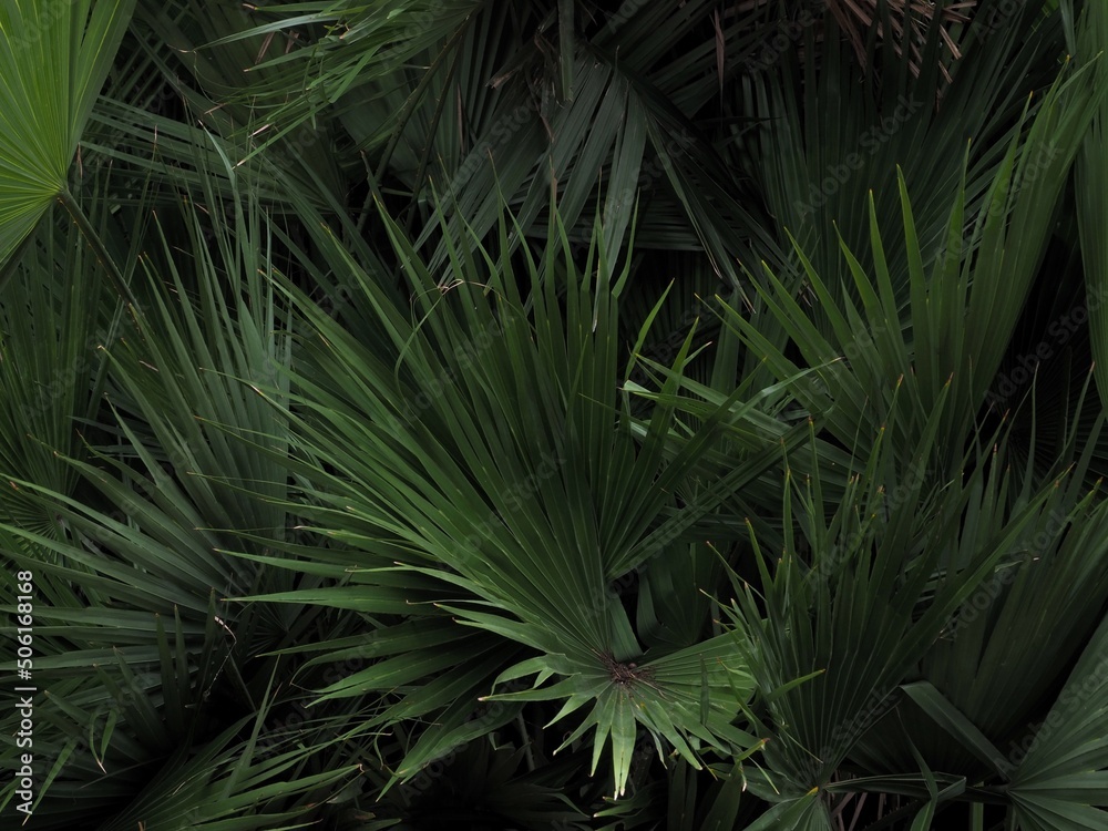 Fototapeta premium Tree plant green garden use on the background