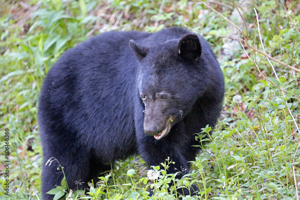 Black bear close - Great Smoky Mountains National Park, Tennessee Black bear close - Great Smoky Mountains National Park, Tennessee