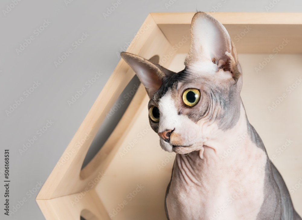 Sphynx cat looking at something interested while sitting in wall shelf wood box. Hairless bi-color, white and lavender, male naked cat inside a floating cat climbing system. Selective focus on face.