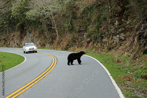Photography Black bear on the road - Great Smoky Mountains National Park, Tennessee