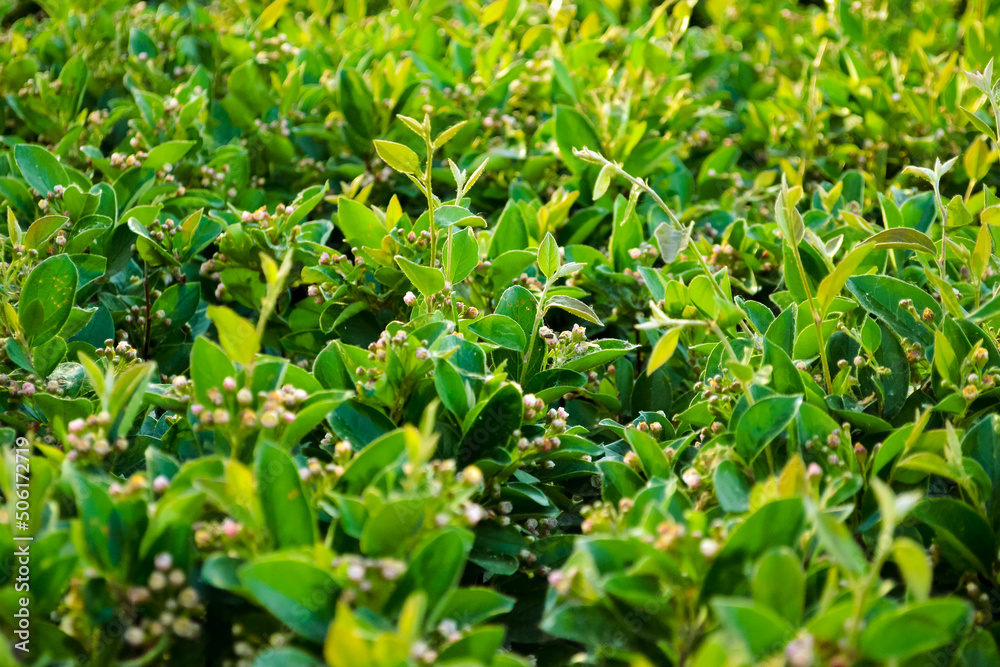 Lush shrub with bright green leaves and small unopened flowers Lush shrub with bright green leaves and small unopened flowers