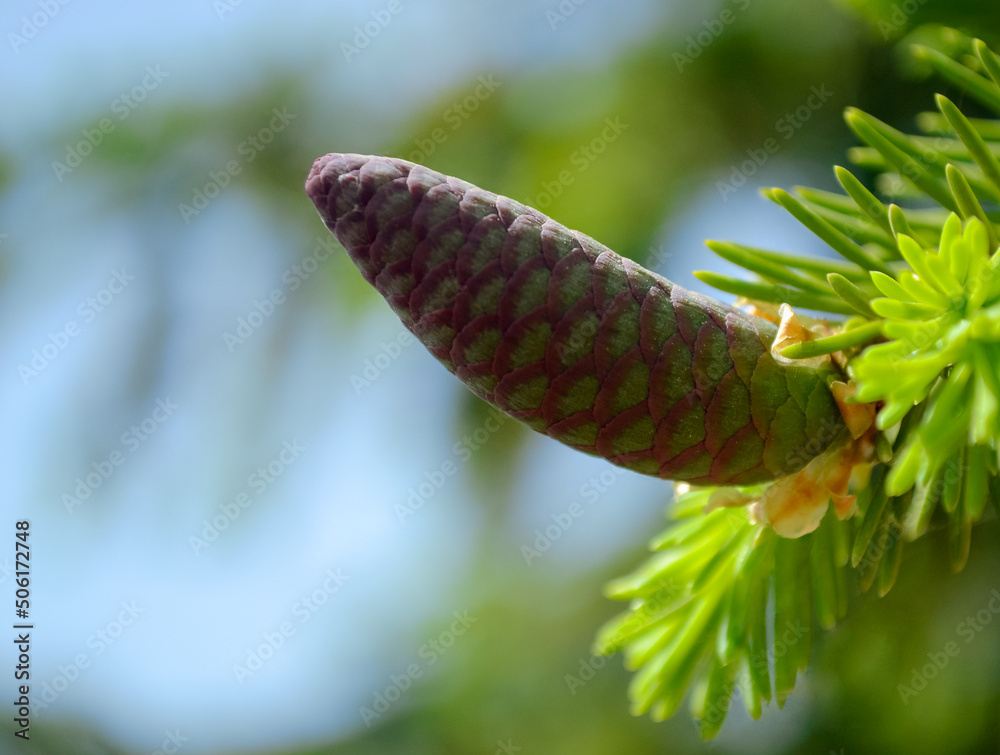 Fototapeta premium Young closed fir cone close-up on a branch with needles on a blurred background