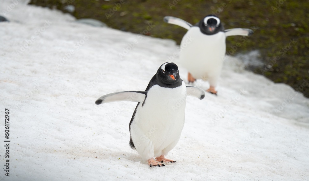 Naklejka premium 2 Eselspinguine (Pygoscelis papua) auf Half Moon Island auf den Süd-Shettland-Inseln vor der Antarktis