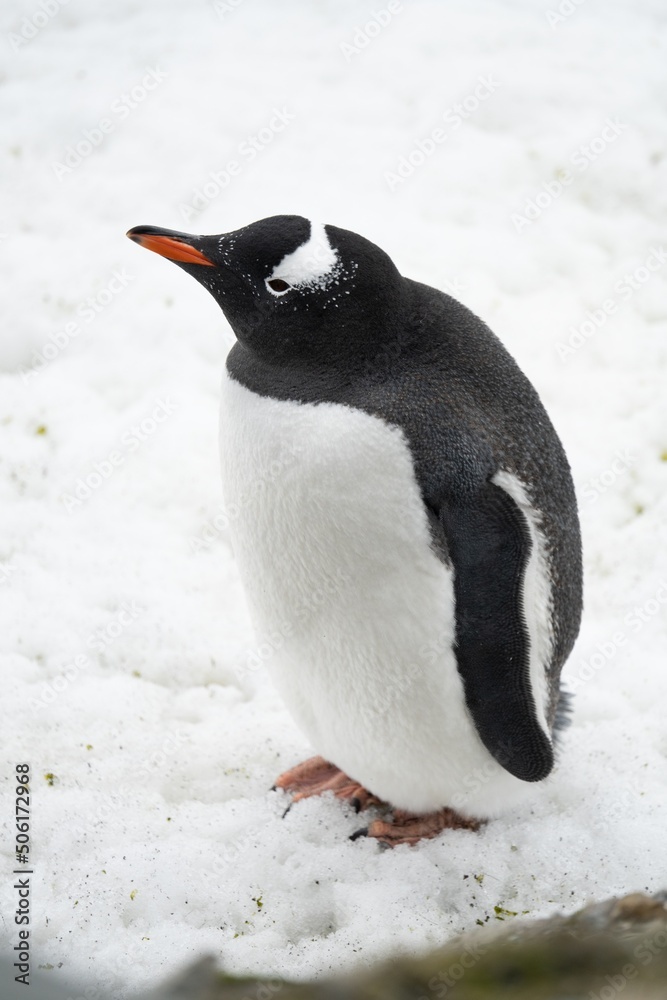 Fototapeta premium Eselspinguin (Pygoscelis papua) auf Half Moon Island auf den Süd-Shettland-Inseln vor der Antarktis