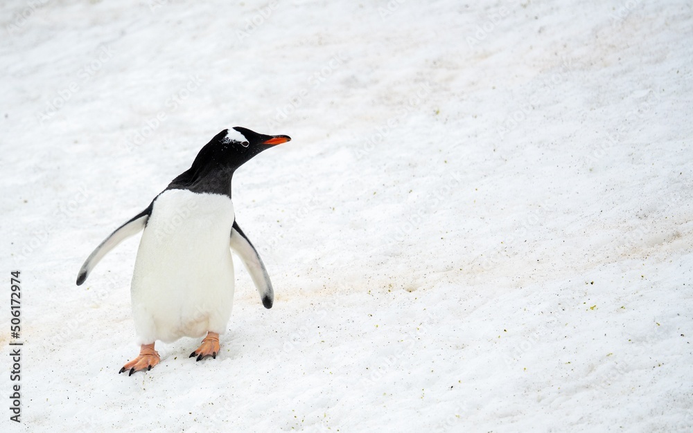 Naklejka premium Eselspinguin (Pygoscelis papua) auf Half Moon Island auf den Süd-Shettland-Inseln vor der Antarktis