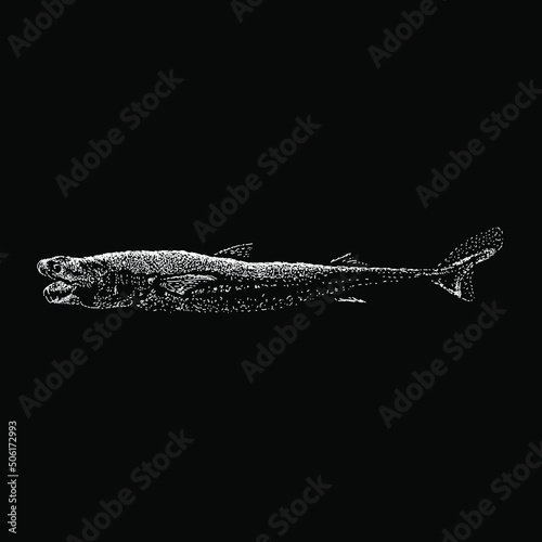 viper dogfish hand drawing vector illustration isolated on black background
