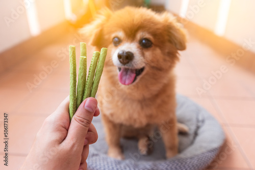 An image of adorable brown dog is waiting for eat chew snacks stick with green cannabis flavor from owner hand