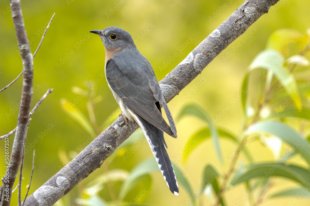 Fan-tailed Cuckoo in Queensland Australia Fan-tailed Cuckoo in Queensland Australia