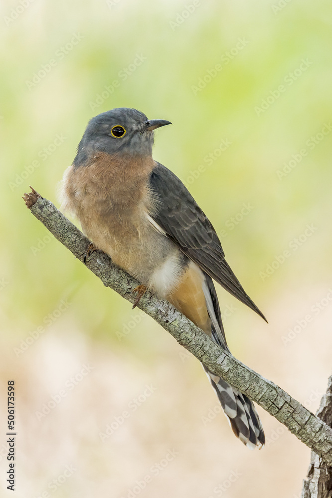 Fototapeta premium Fan-tailed Cuckoo in Queensland Australia