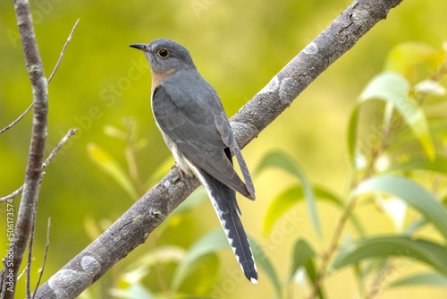 Fan-tailed Cuckoo in Queensland Australia