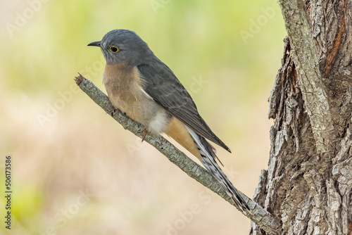 Fan-tailed Cuckoo in Queensland Australia © Imogen