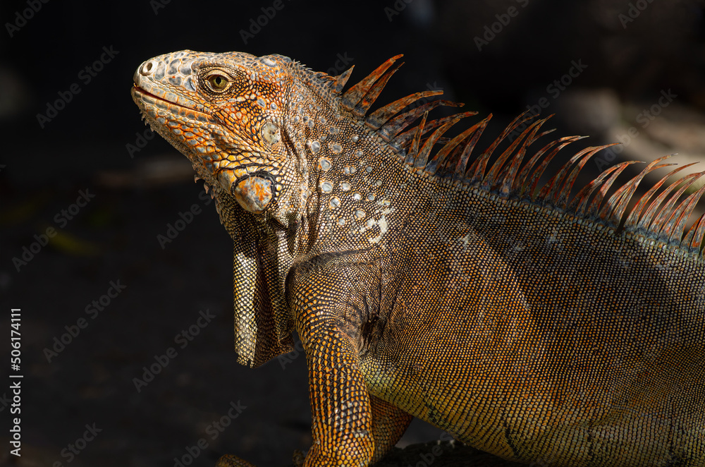 Obraz premium Close up of an iguana shown in Chiriqui, Panama.