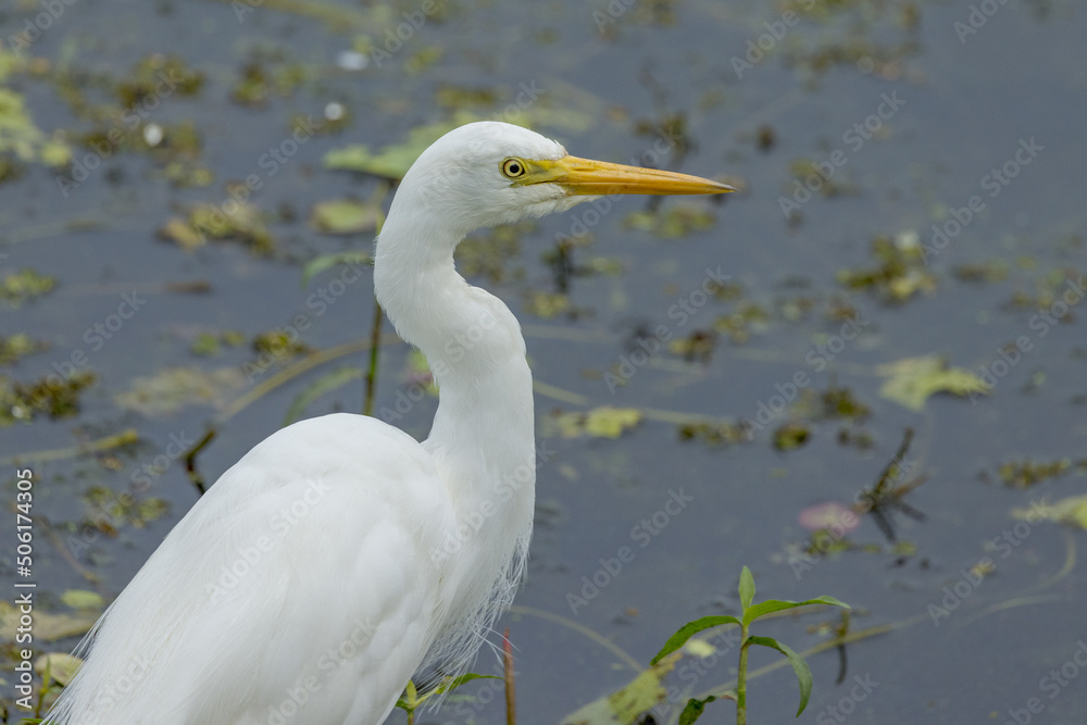 Plumed or Intermediate Egret in Queensland Australia Plumed or Intermediate Egret in Queensland Australia