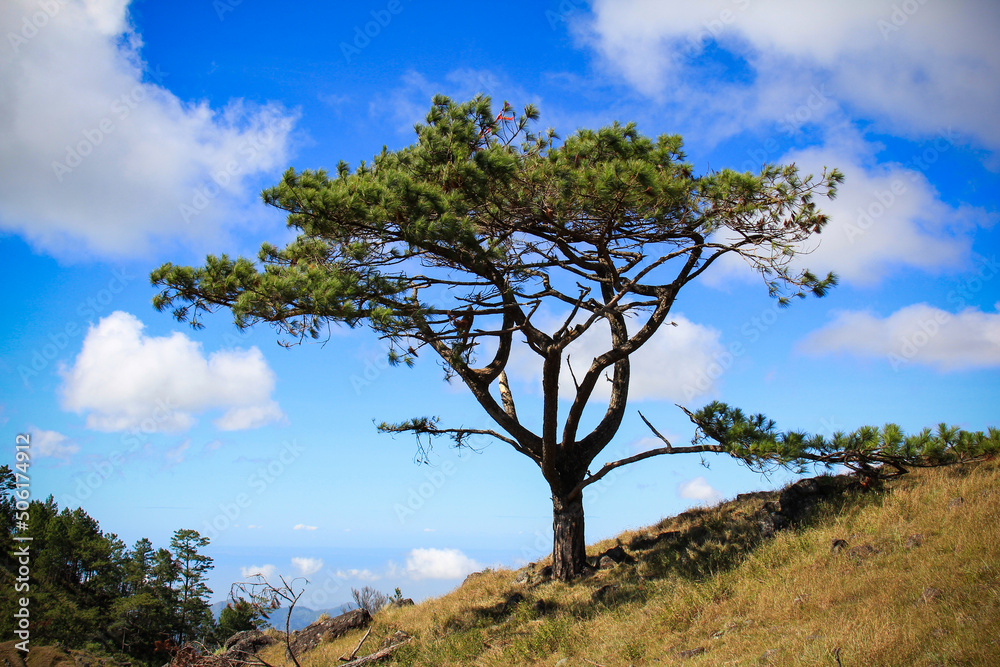 Obraz premium One tree in the mt. ulap mountain province with the blue sky clouds