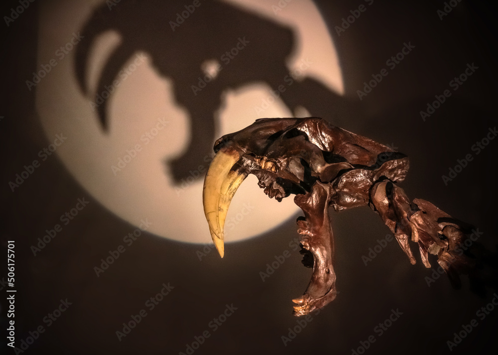 Tokyo, Japan - April 29 2017: Smilodon skeleton fossil known saber ...