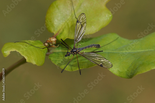 Close up female crane fly Nephrotoma pratensis, family Tipulidae on a oak leaf. Dutch garden, May, spring.	 photo