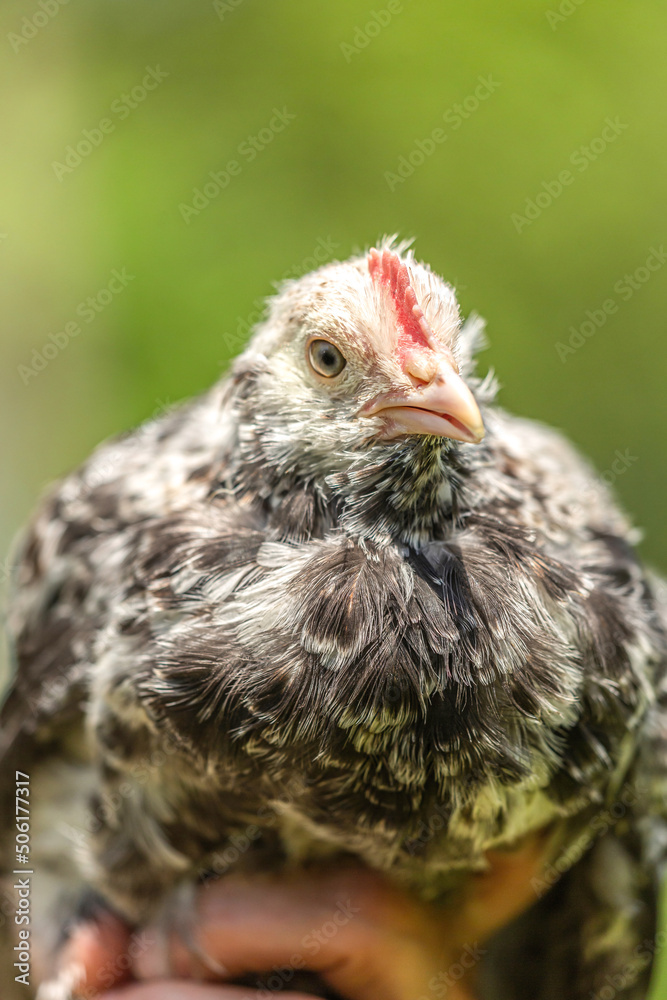 Close-up portrait of a swedish flower hen breed chick, Skånsk Blommehön Close-up portrait of a swedish flower hen breed chick, Skånsk Blommehön
