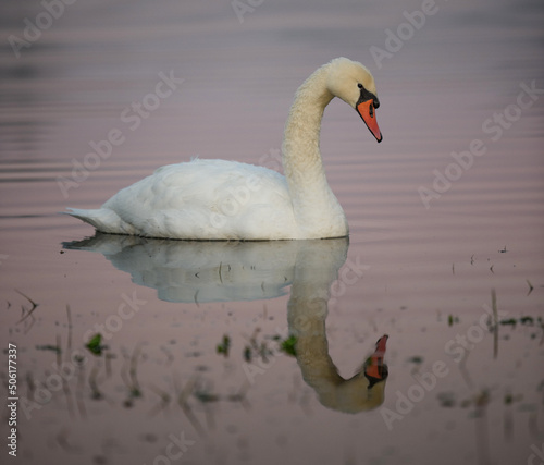 Swan in the lake on an autumn morning