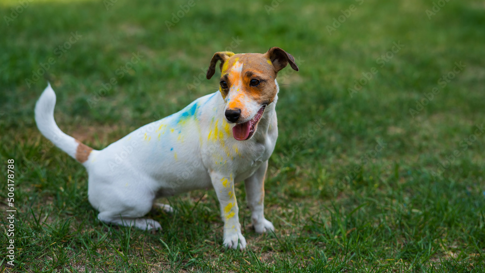 Portrait of dog jack russell terrier stained in holi paints outdoors.