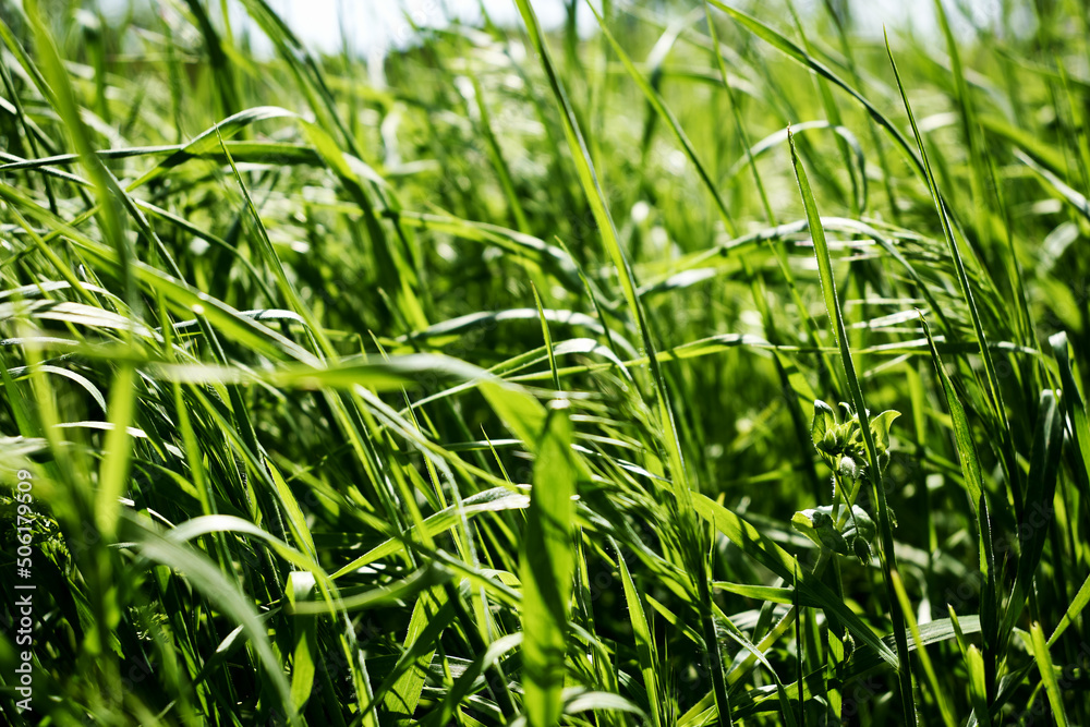 green grass close-up on a meadow in spring background backdrop green grass close-up on a meadow in spring background backdrop