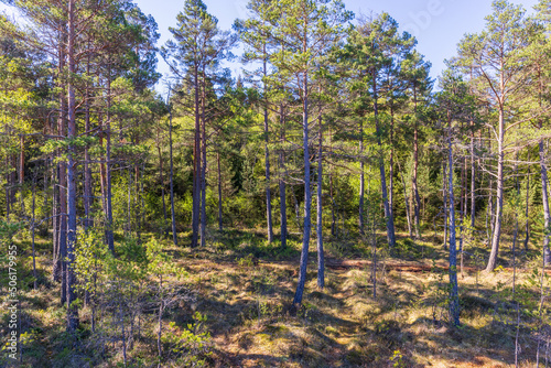 Sunny pine forest in summer