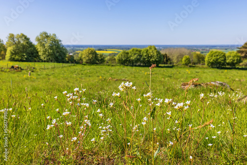Fototapeta Naklejka Na Ścianę i Meble -  Landscape view with Meadow saxifrage flowers on a meadow