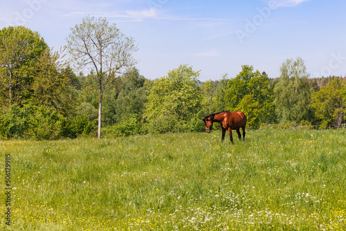 Horse on a summer meadow with wild flowers