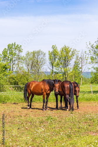 Horses in a paddock on a sunny summer day