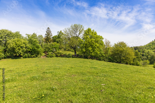 Grass meadow with lush green trees photo