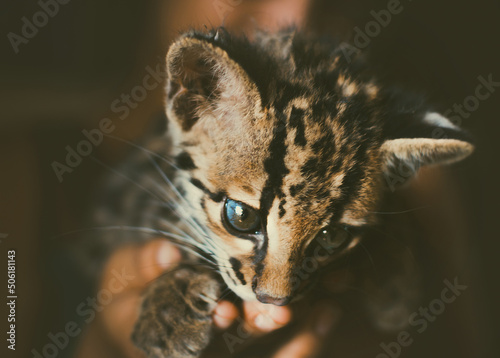 Close up of a small Leopardus wiedii, Portrait of an adorable margay kitten. Portrait of a Central American margay photo